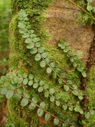 Blechnum filiforme. Juvenile sterile fronds on a long-creeping rhizome at the base of a tree trunk.
 Image: L.R. Perrie © Leon Perrie CC BY-NC 3.0 NZ